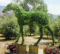 Topiary: A Horse Sculpture