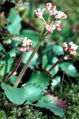 The Saxifrage